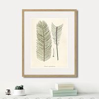 картина: fragmenta botanica №9, 1809г. в Ставрополе