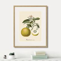 картина: juicy fruit lithography №10, 1870г. в Ставрополе