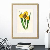 картина: botany illustration №14, 1836г. в Ставрополе