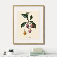 картина: juicy fruit lithography №9, 1870г. в Ставрополе