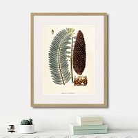 картина: fragmenta botanica №5, 1809г. в Ставрополе